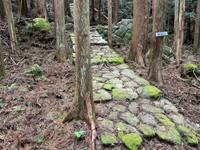 たけのこ - Image 3