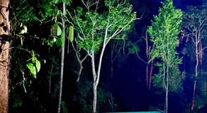 Forestvalley - Image 5