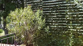 Forte House - Image 2