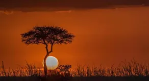 Mambo Game View - Image 4