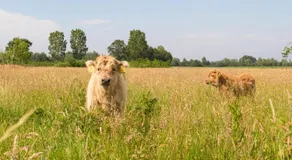 Bed & Breakfast Bos en Weide - Image 5