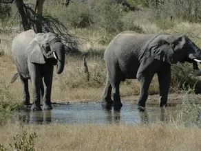Simbavati River Lodge - Image 3