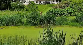 Emily's Garden - Image 5