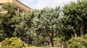 L' albero di giada - Image 4