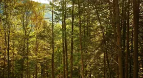 Postcard Cabins Ozark Highlands - Image 5