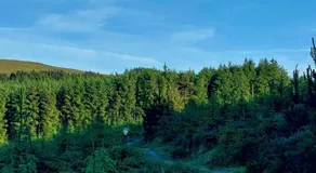 Ballyhoura Farm Escape Experience with Alpacas & Fairy Forest - Image 4