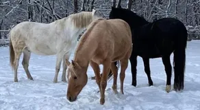Forsthäuschen am Ponyhof - Image 4