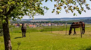 Pferdehof Bischof - Image 4