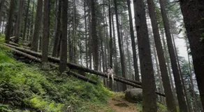 Smarthill Deodar Echoes - Image 3