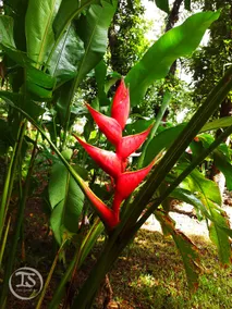 Nirvana Hill Resort - Image 2