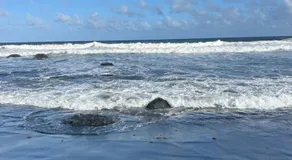 Sea Breeze Holiday Apartments 3 Minute Walk to Black Sand Beach - Image 5