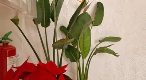 La Strelizia - Image 4