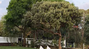 Grass Hotel - Image 3