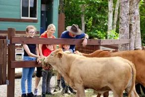 KUR-Cow farm escape 35 minutes from Cairns - Image 4