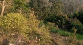 Harit Agro Avocado farm house stay - Image 2