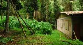 Nuestro Bosque I - Image 5