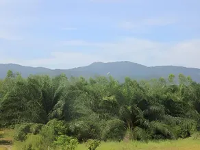 Palm Hill Resort - Image 3