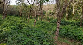 VANASIRI COTTAGE (Tourist Home) - Image 5