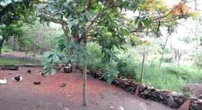 Casa da Mamãe - Image 4