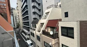 Ficus Tokyo - Image 4