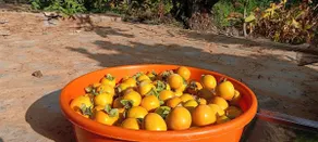 Mayoli Farm Stay - Image 3