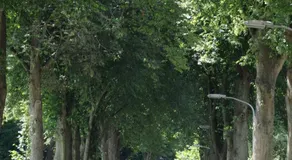 De Violier - Image 5
