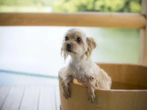 Dog-Friendly Hot Spring Hotel Wankoan - Image 5