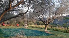 Il Glicine - Image 4