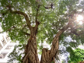  Grand Banyan Hotel  - Image 5