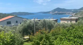 Green Olive 3 - Image 5