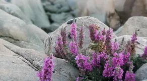 Stuga smögen - Image 4