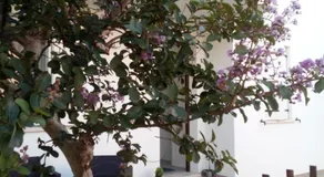 The judas trees - Image 5