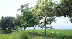 Pobitora Home Stay - Image 4