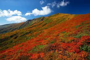 Heilsam Kurikoma - Image 3