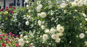 Dura Guesthouse, Garden Wellness Retreat near the Tisza River - Image 3