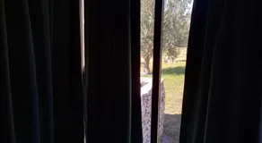 Los olivos - Image 3