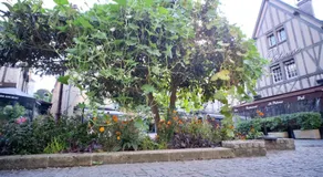 le Perroquet Fringant, rue piétonne et quartier historique - Image 5