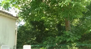 studio dans les arbres - Image 5