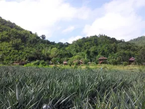 Lom Rak Resort - Image 4