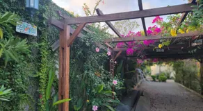 Bougainvilla - Image 3