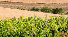 Agriturismo Rascioni & Cecconello - Image 4