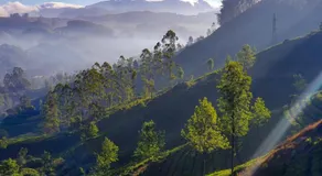 Grace Inn Munnar Homestay - Image 3
