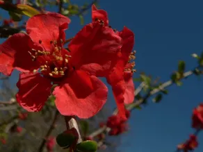 Redcliffe House Colonial Accommodation - Image 4