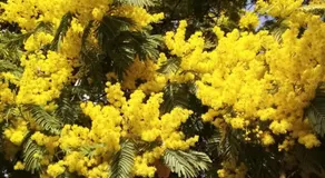 Sous les mimosas - Image 5