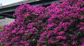SeAngel Homestay - Image 5