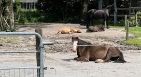 The Horse Farm - Image 4