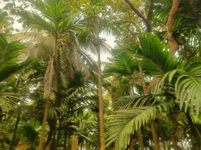 Shantadurga Beachside Homestay - Image 4