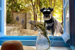 O Gatos - Image 5