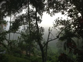 SWAMI  SARANAM - Image 3