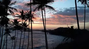 Coconut Reach - Image 4